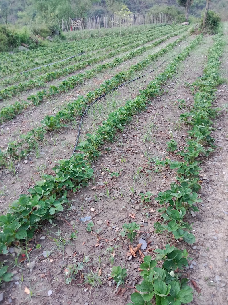 Amit strawberry plants - Amit strawberry plants Village, Plau p/o, Kathli Bharan, Rajgarh, Himachal Pradesh 173101, India