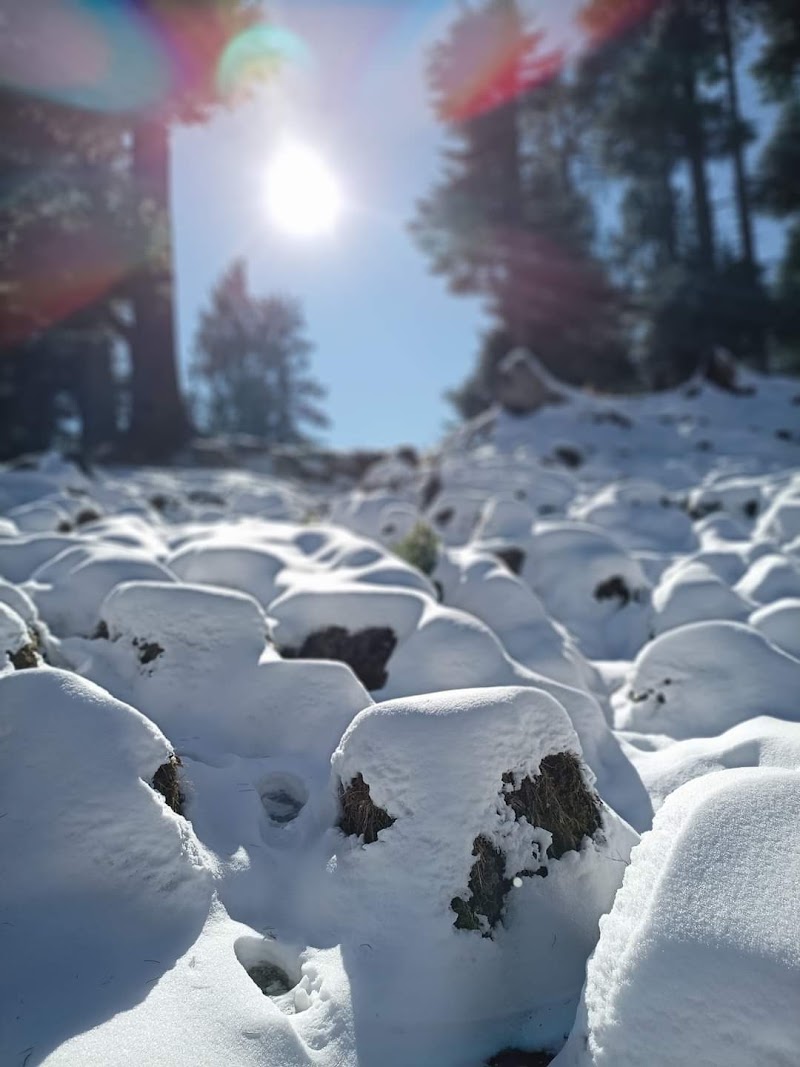 Wander sky Travels - Wander sky Travels, near white stone resort, Prini, Manali, Himachal Pradesh 175143, India