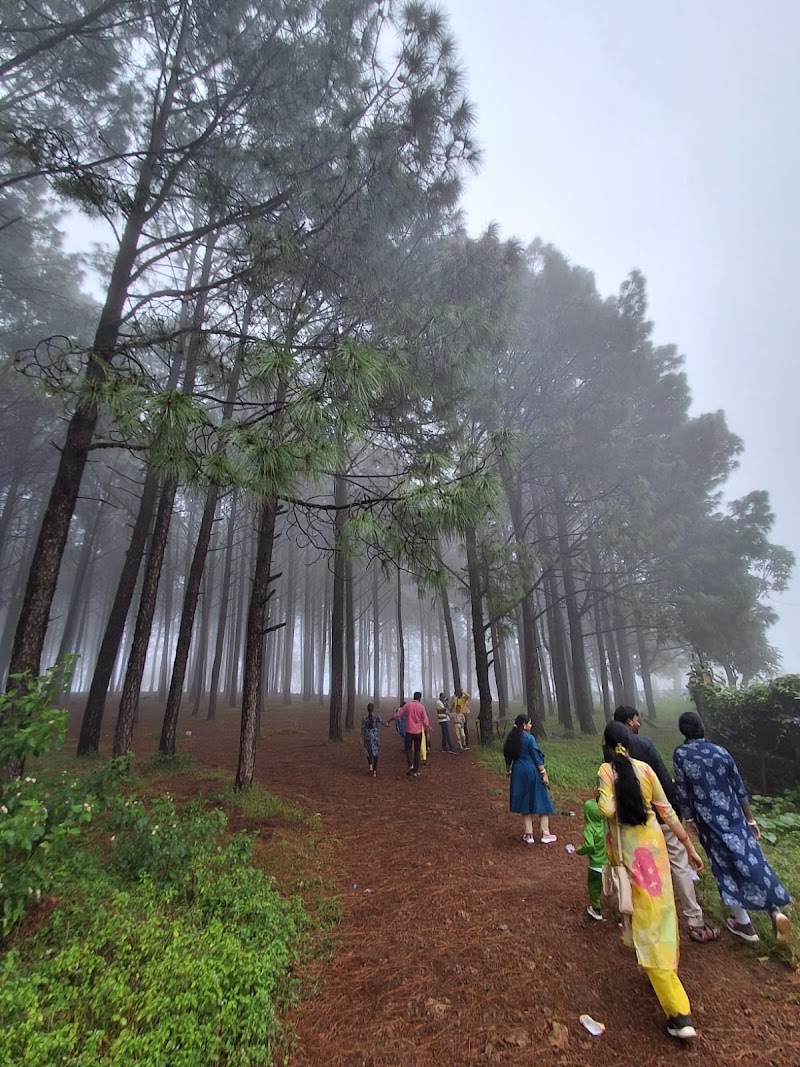 Pine Forest