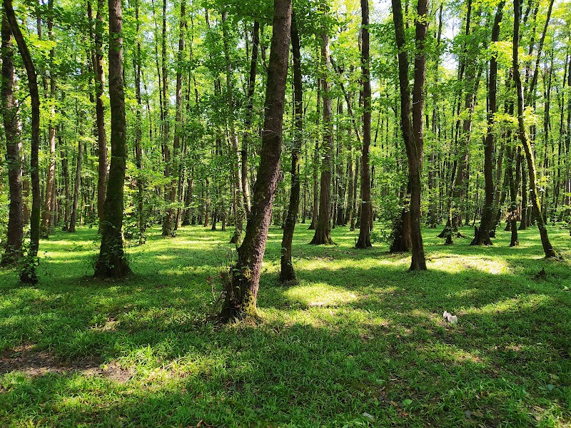 Gisoum Forest - Gisoum Forest, Gilan Province, Rasht, -talesh road,، M2CM+PQX, Iran