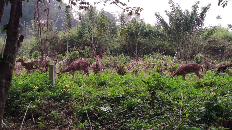 Wayanad Wildlife Santuray - Wayanad Wildlife Santuray W23F+GRQ, Thirunelly Rd, Kerala 670646, India