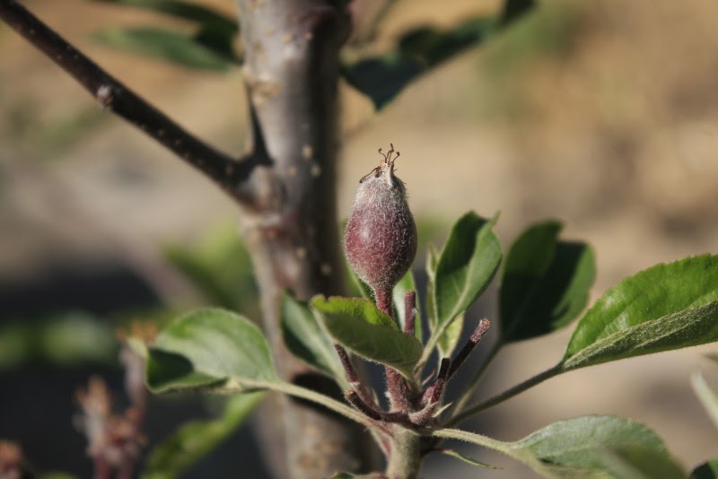 K S Orchards - K S Orchards, Sajla Bihal, Manali, Himachal Pradesh 175143, India