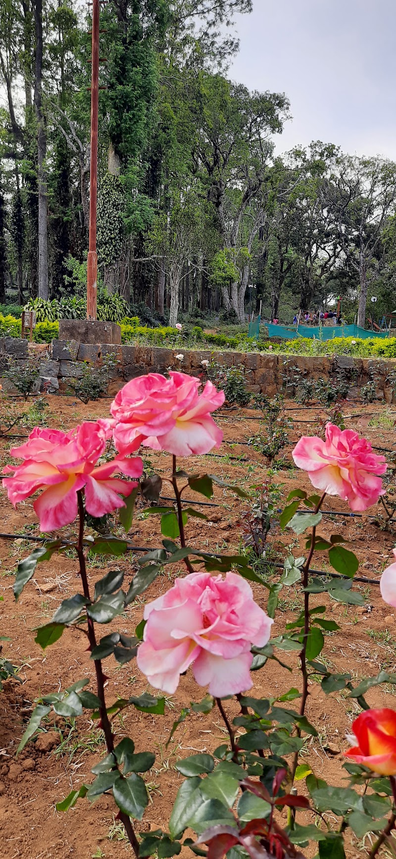 Yercaud Rose Garden - Yercaud Rose Garden Q6C2+R82, Yercaud, Tamil Nadu 636601, India