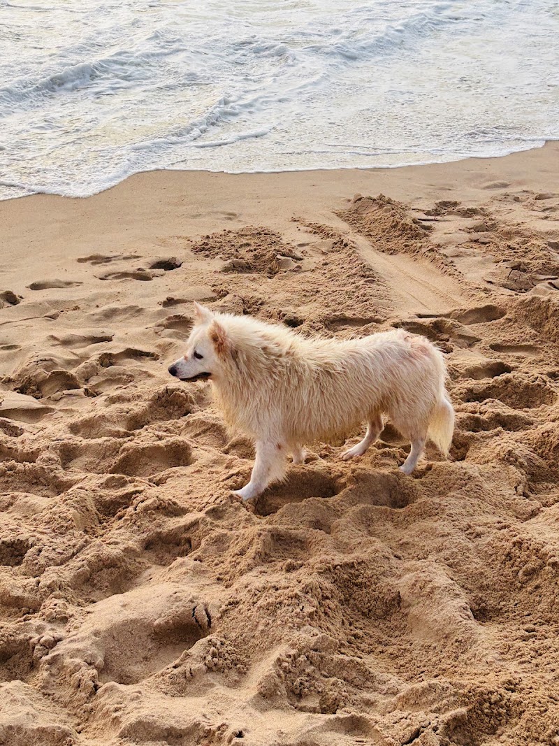 North Candolim beach - North Candolim beach GQF6+W59, Candolim, Goa 403519, India