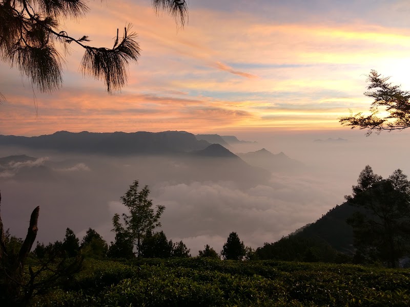 Amazing Munnar Tourism