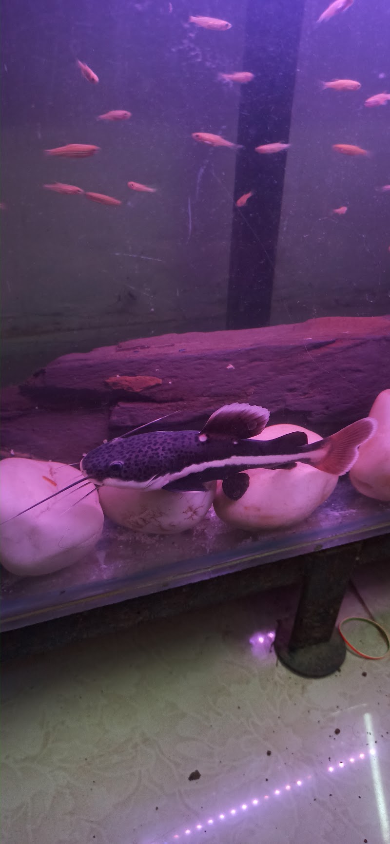 AR Fish hub - AR Fish hub, Street No. 1, Kohka, Bhilai, Chhattisgarh 490023, India