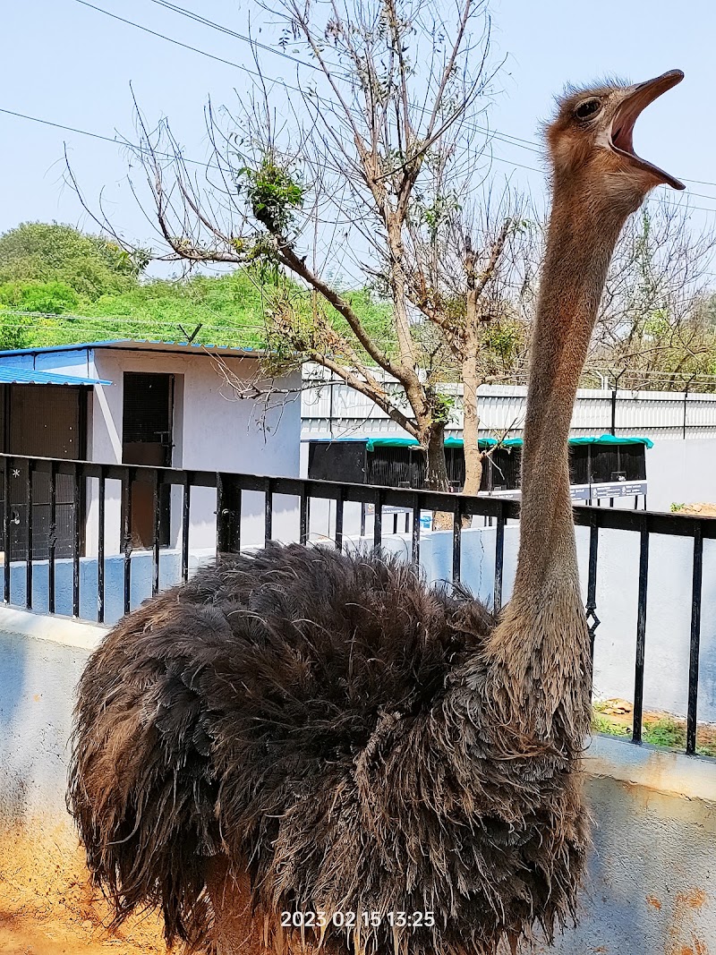 Rajali Birds Park - Rajali Birds Park main gate, 100meters from Big temple, Membalam Rd, near Big Temple Parking Lot, Shivaji Nagar, Thanjavur, Tamil Nadu 613001, India