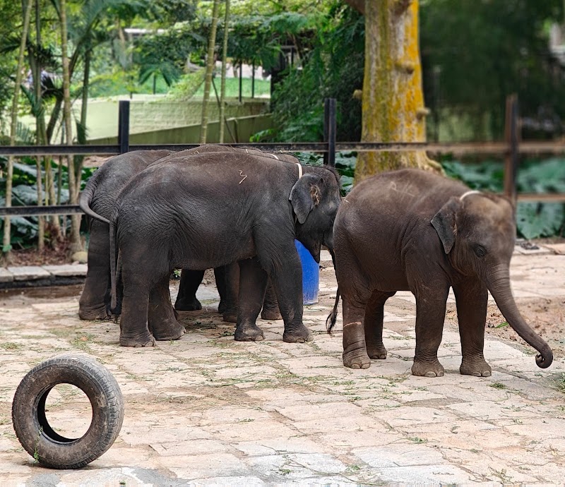 Bannerghatta National Park - Bannerghatta National Park National Park Rd, Bengaluru, Karnataka 560083, India