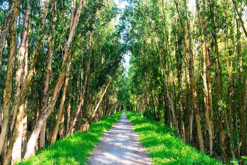 Tra Su Cajuput Forest - Tra Su Cajuput Forest, Ấp Văn Trà, An Cư, An Giang 884000, Vietnam