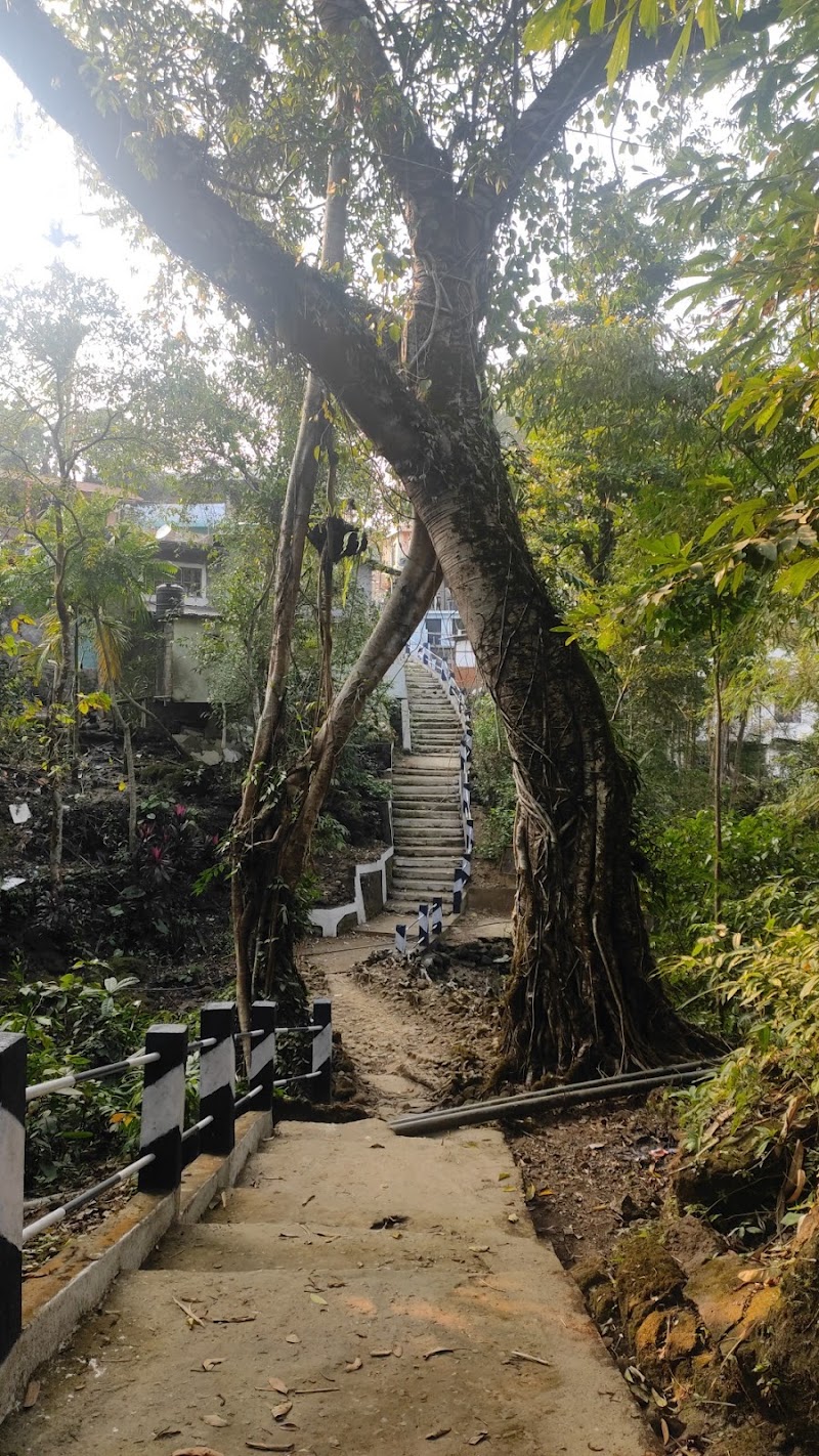 SOHKHA MISSION LIVING ROOT BRIDGE - SOHKHA MISSION LIVING ROOT BRIDGE 627P+87G, Sohkha Shnong, Meghalaya 793109, India