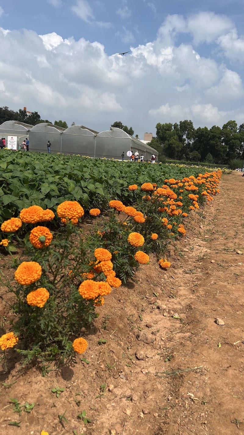 Fairly Dense Mixed Jungle - Fairly Dense Mixed Jungle 558, 22nd A Cross Rd, Vignana Kendra, Bengaluru, Karnataka 560065, India