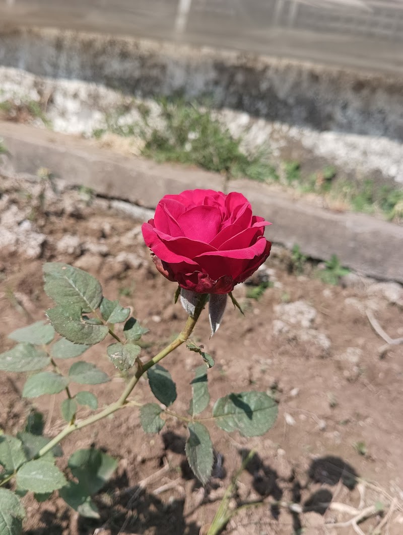 Sanjay Gandhi Nursery - Sanjay Gandhi Nursery, Andhiyarkhor, Chhattisgarh 491335, India