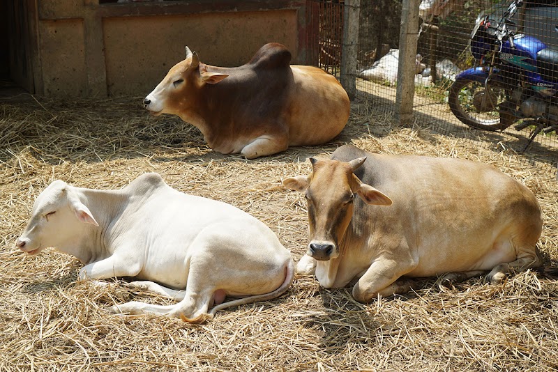 Sharda Goshala - Sharda Goshala Beed Bypass Rd, near Surya Lawns, Mauli Nagar, Satara Deolai Parisar, Chhatrapati Sambhajinagar, Maharashtra 431009, India