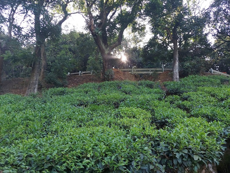 Glendale Estate tea factory - Glendale Estate tea factory 8QJP+CRC, Taluk Office Rd, Coonoor, Huligal, Tamil Nadu 643102, India