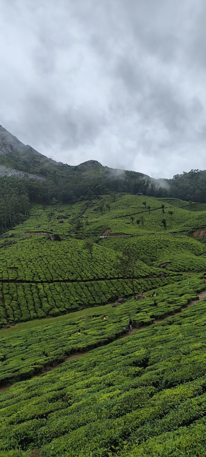 Lockhart Gap View - Lockhart Gap View Lockhart, Gap Road, Munnar, Kerala 685613, India