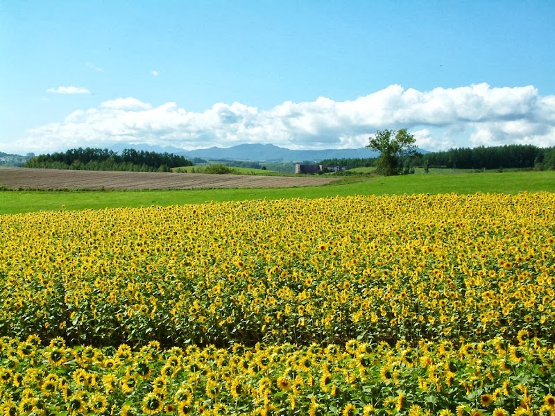 Zerubu Hill - Zerubu Hill Japan, 〒071-0200 北海道上川郡美瑛町大三