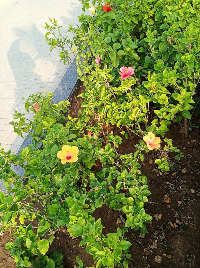 Circuit House Garden - Circuit House Garden, PX6Q+3GF, Diu, Dadra and Nagar Haveli and Daman and Diu 362520, India