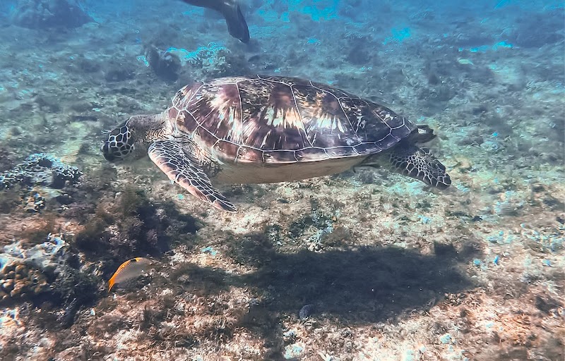 Apo Island Marine Sanctuary - Apo Island Marine Sanctuary, 37FC+M6V Apo Island, Dauin, Negros Oriental, Philippines