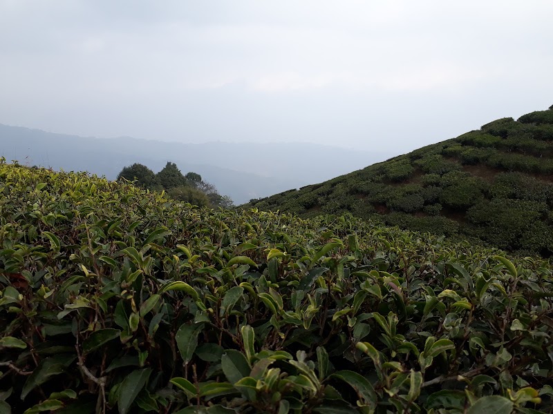 Thurbo Tea Estate Factory - Thurbo Tea Estate Factory V5XC+967, SH12, Bukim Tea Garden, West Bengal 734214, India