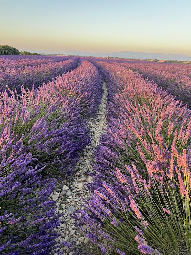 Valensole - Valensole, 04210 Valensole, France