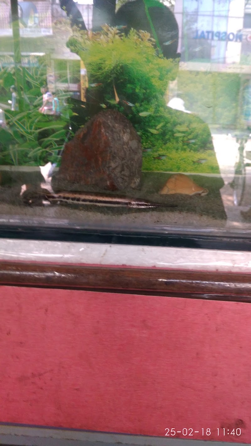 Fish World Aquarium - Fish World Aquarium 7JCM+W6C, Sharma Rd, Saptgiri Colony, Shrinagar, Raipur, Chhattisgarh 492008, India
