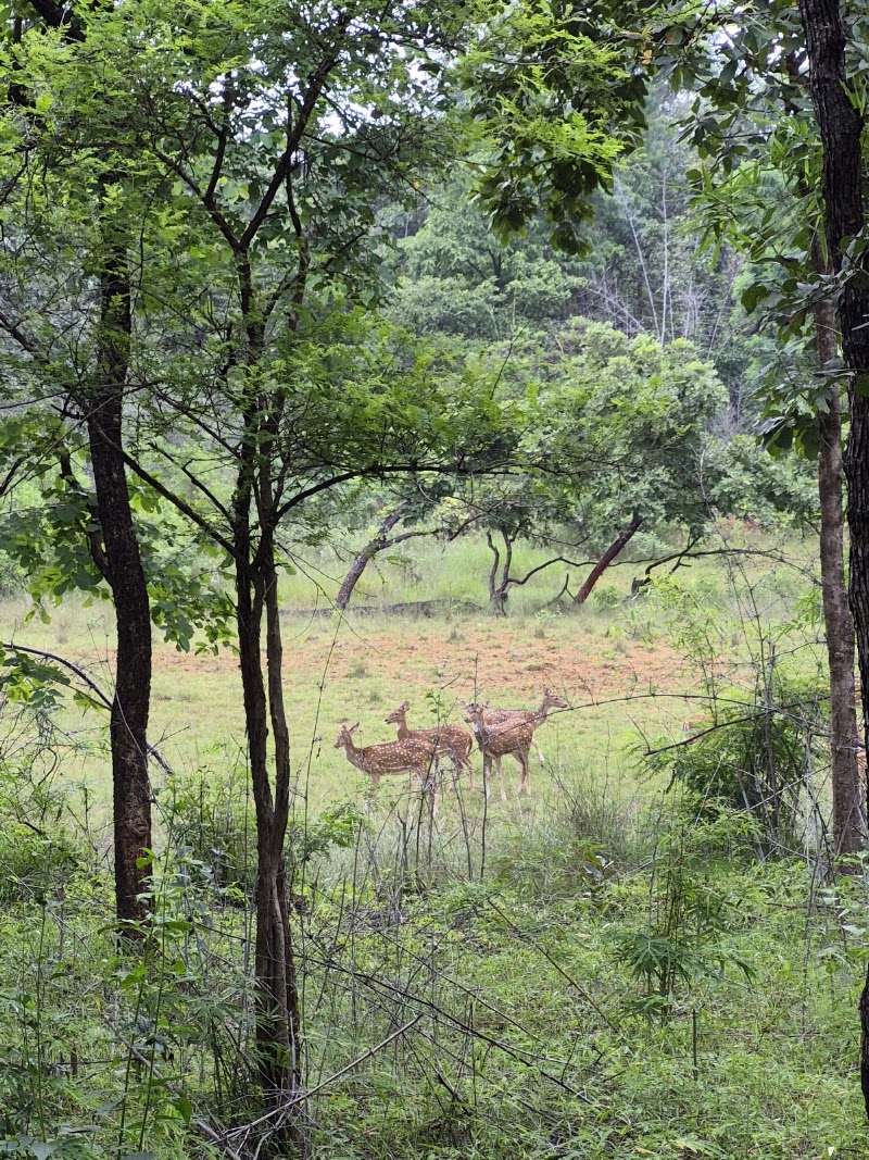 Nature Explorers India - Nature Explorers India 6th floor, Nirmal Corporate Center, 604, Lal Bahadur Shastri Marg, Moti Nagar, Mulund Colony, Mulund West, Mumbai, Maharashtra 400080, India