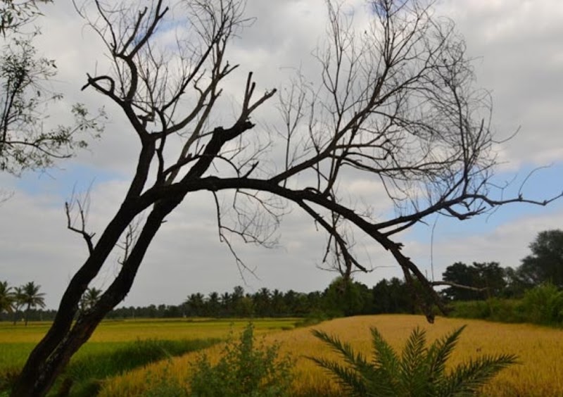 Maddur - Maddur, Karnataka, India