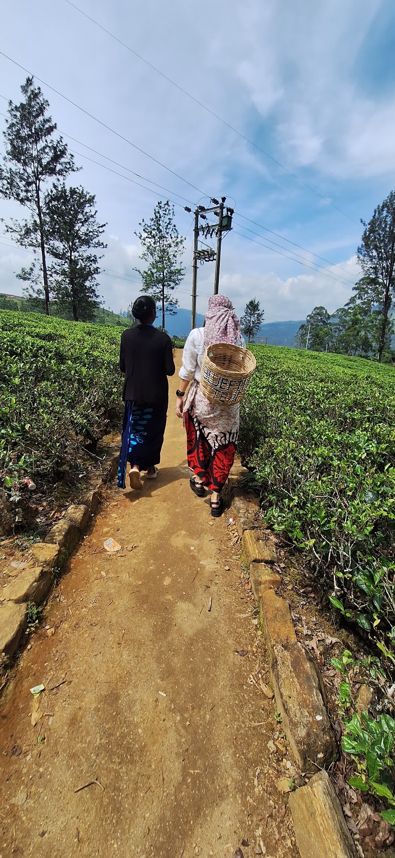 Tea factory tour nuwara eliya - Tea factory tour nuwara eliya 16/1 1, 5 Glenfall Rd, km 22200, Sri Lanka