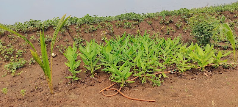 Daniel & Das integrated farm - Daniel & Das integrated farm, 6474+C5X, Jalbandha Road, Chhattisgarh 491444, India