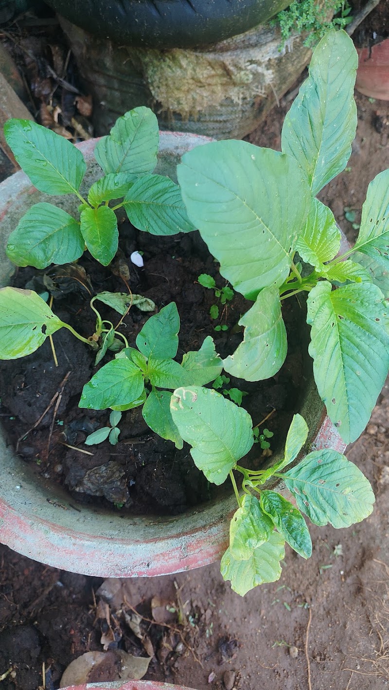Spice Garden - Spice Garden, Mammattikanam,Kuthungal road, Rajakkad, Kuthumkal, Keralam 685566, India