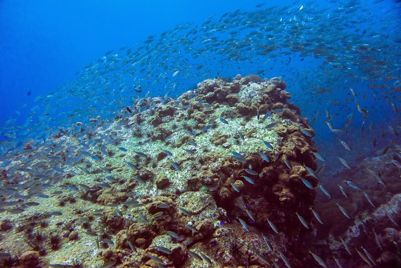 Master Divers - Master Divers, 25, 8, Mae Haad Koh Tao, Amphoe Ko Pha-ngan, Chang Wat Surat Thani 84360, Thailand