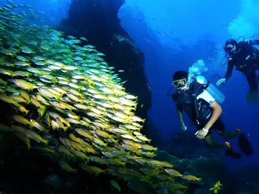 Phi Phi Barakuda Scuba - Dive Center, Diving Phi Phi Island - Phi Phi Barakuda Scuba - Dive Center, Diving Phi Phi Island PQRF+49Q, Ko Phi Phi Don, ตำบล อ่าวนาง อำเภอเมืองกระบี่ กระบี่ 81000, Thailand