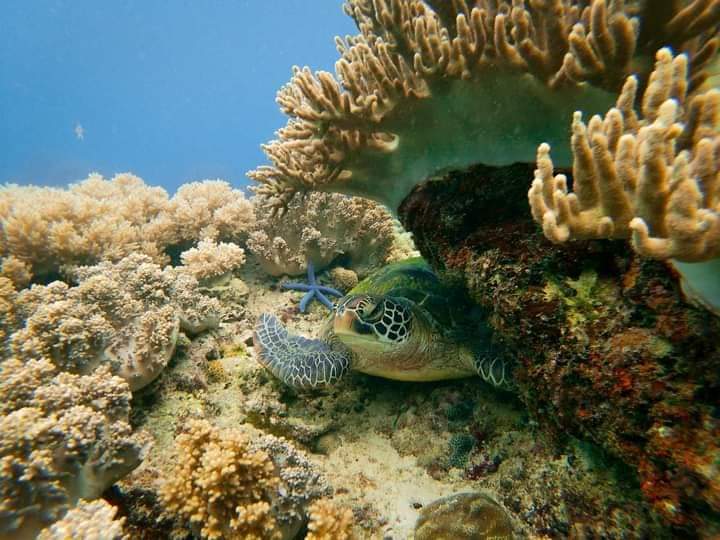 Apo Island Marine Sanctuary - Apo Island Marine Sanctuary, 37FC+M6V Apo Island, Dauin, Negros Oriental, Philippines