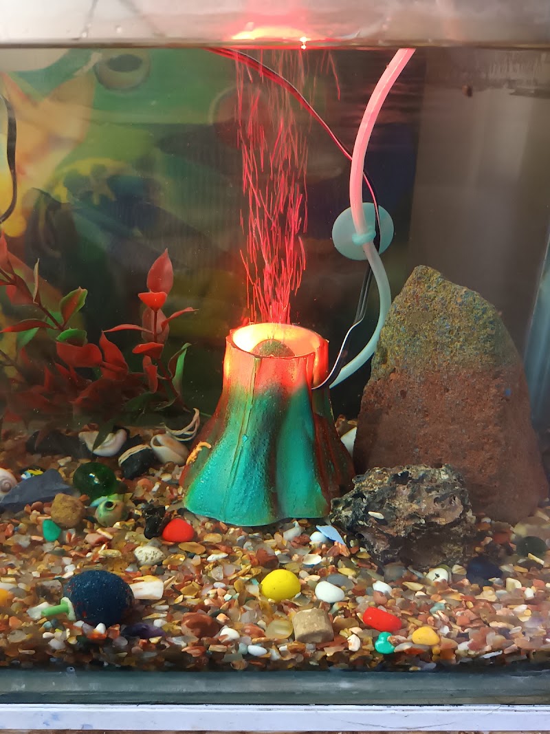 Sea world fish aquarium - Sea world fish aquarium 34PW+VHX, Civil Lines, Bilaspur, Masanganj, Chhattisgarh 495001, India