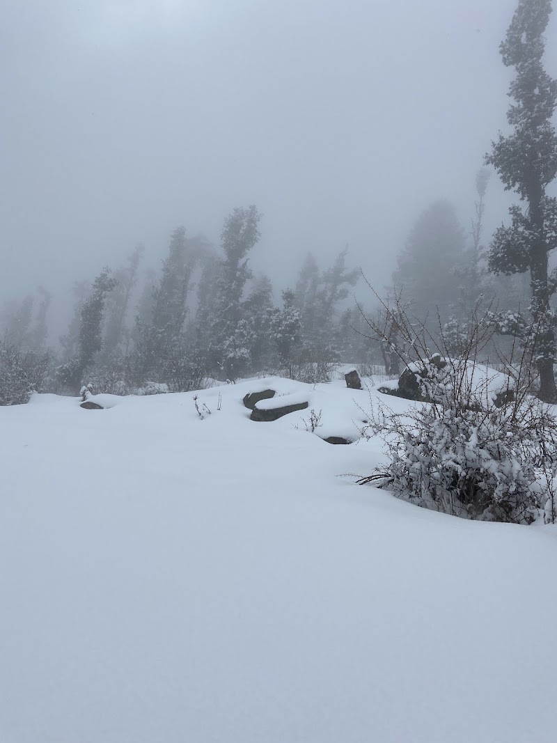 Tali Forest - Tali Forest, FHMP+QM, Kundikhola, Uttarakhand 246483, India