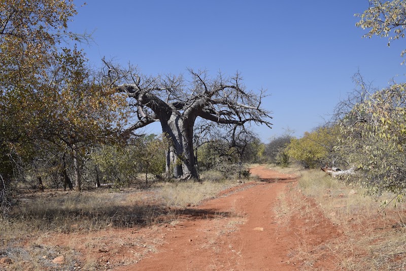 Musina Baobab Reserve - Musina Baobab Reserve, Musina, 0900, South Africa