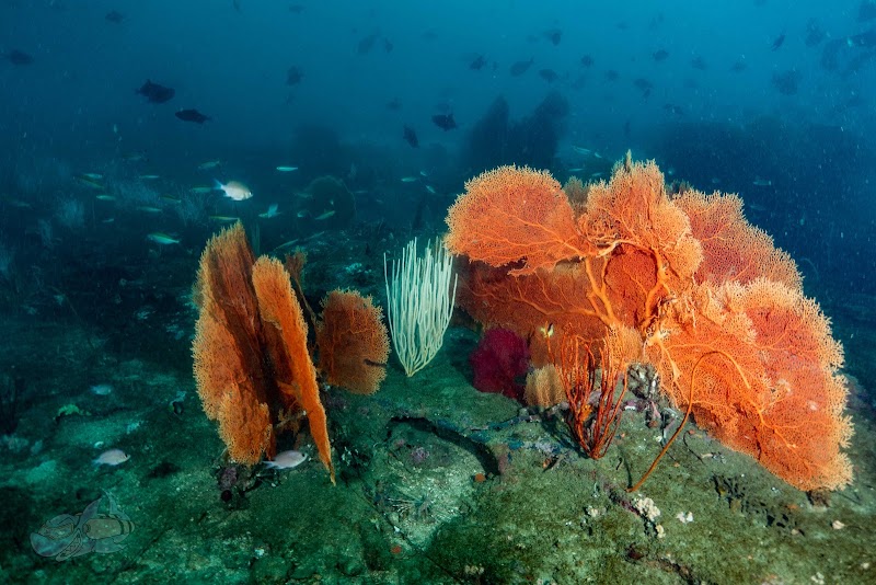 Temple Adventures - Scuba Diving Experience Centre