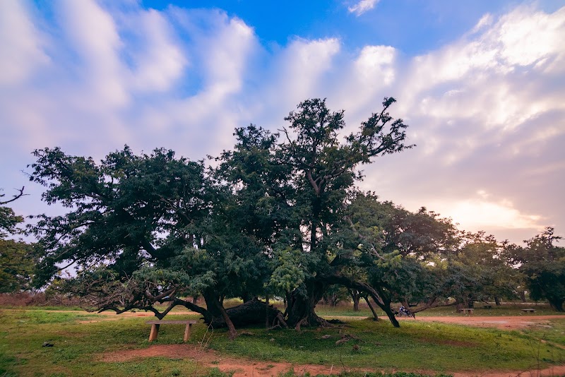 Nalluru Heritage Tamarind Grove (Nalluru Kote) - Nalluru Heritage Tamarind Grove (Nalluru Kote), 5QX9+356, Devanahalli, Nallur, Bendiganahalli, Nallur Amari, Karnataka 562129, India