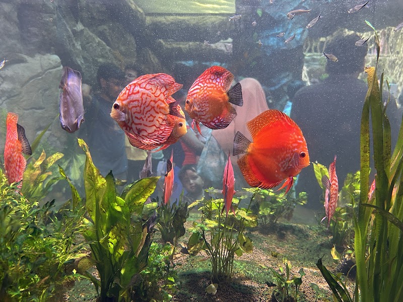 Aquarium Paradise - Aquarium Paradise Jayamahal Main Rd, opposite TV Tower, J.C.Nagar, Bengaluru, Karnataka 560006, India