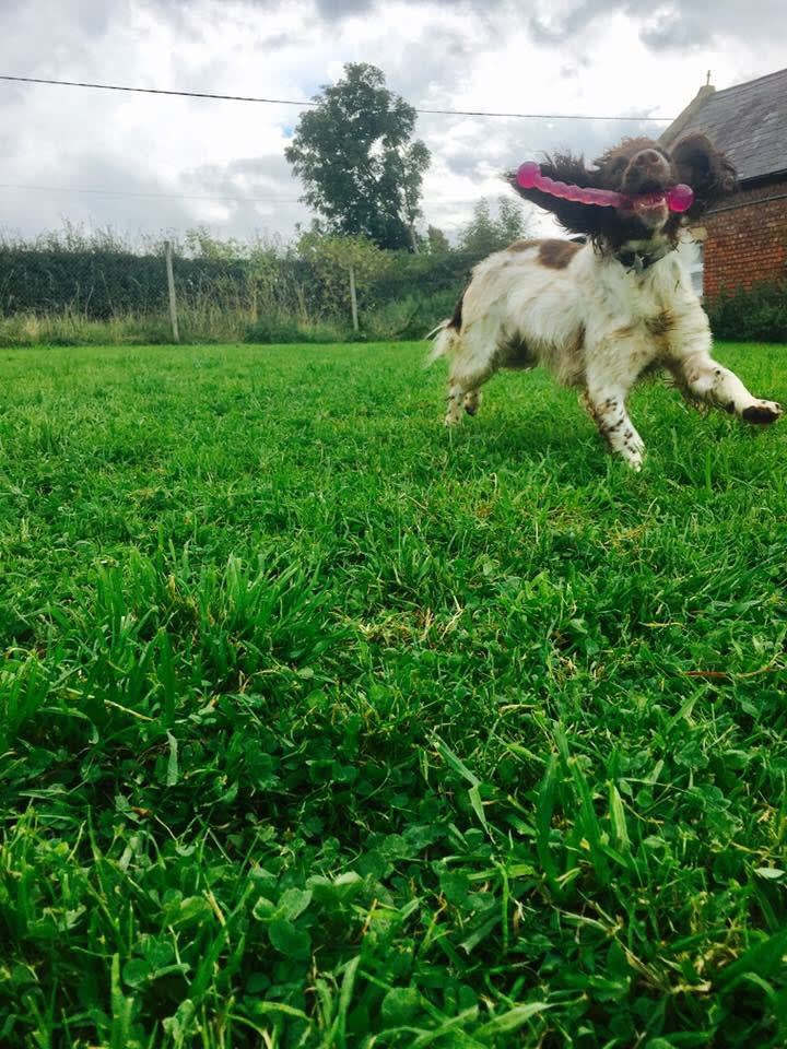 Ivy Boarding Kennels & Cattery - Ivy Boarding Kennels & Cattery Storeton Lodge Farm, Keepers Lane, Birkenhead, Storeton CH63 6HX, UK