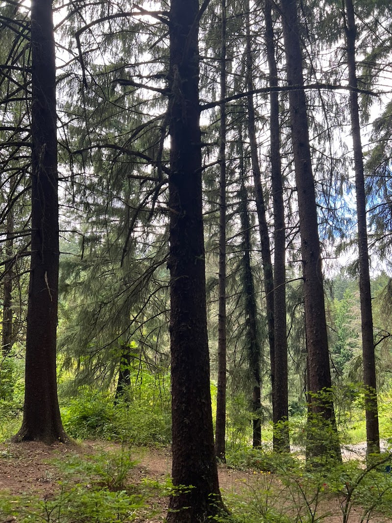 Hoyt Arboretum - Hoyt Arboretum, 4000 SW Fairview Blvd, Portland, OR 97221, USA