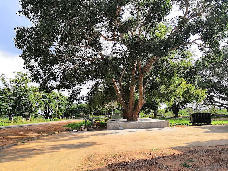 Nalluru Heritage Tamarind Grove (Nalluru Kote) - Nalluru Heritage Tamarind Grove (Nalluru Kote), 5QX9+356, Devanahalli, Nallur, Bendiganahalli, Nallur Amari, Karnataka 562129, India