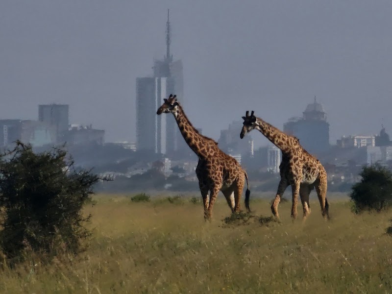 Nairobi National Park - Nairobi National Park Nairobi, Kenya