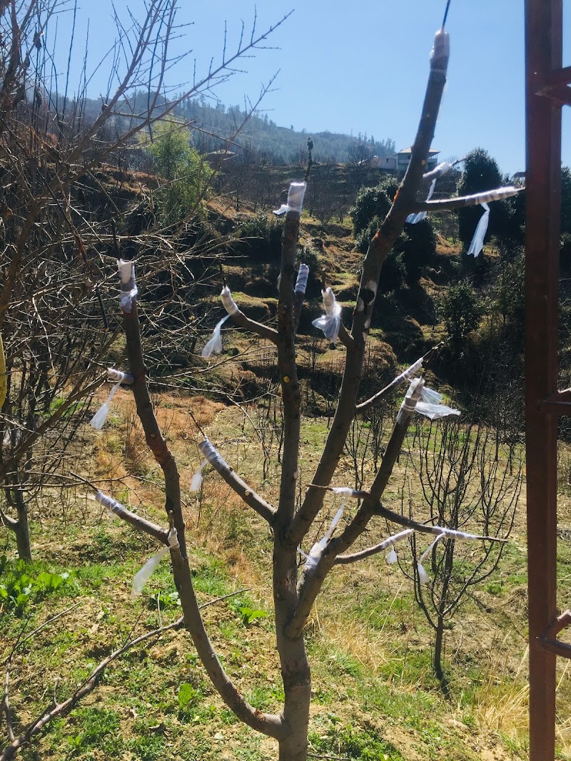 Dewa.Orchard - Dewa.Orchard, Shilawati po nishani teh, Distt, Nirmand, Sohach, Himachal Pradesh 172002, India