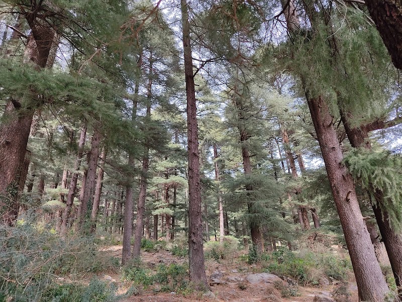 Upper Dharamkot - Upper Dharamkot, Himachal Pradesh 176216, India