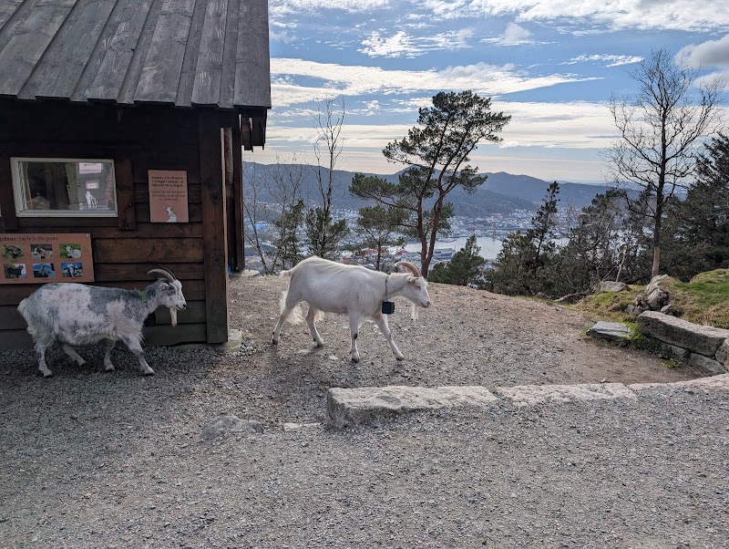The Fløyen Goats - Petting Zoo - The Fløyen Goats - Petting Zoo, Fløyfjellet 2, 5014 Bergen, Norway