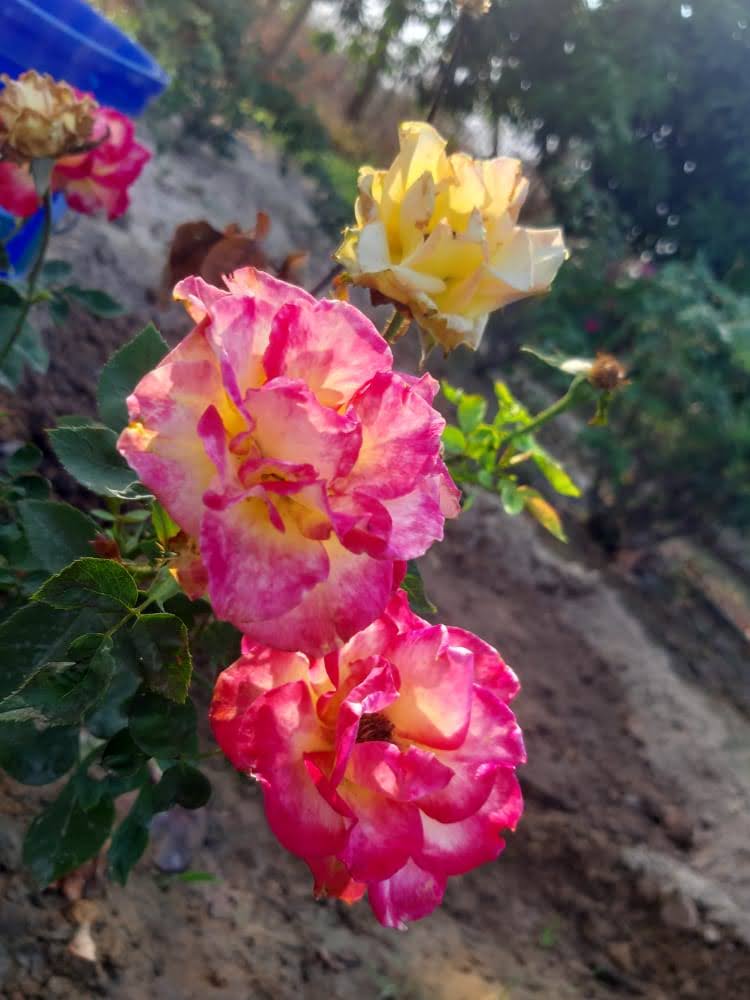 Go Green Garden - Go Green Garden, 4PHC+VQM, Bhandarpuri, Odisha 768042, India