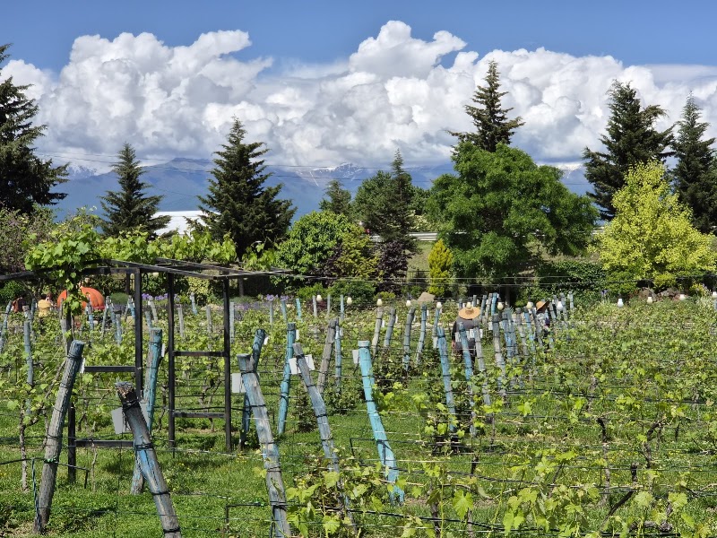 Shumi Estate - Shumi Estate, Vil. Tsinandali, Telavi 2200, Georgia