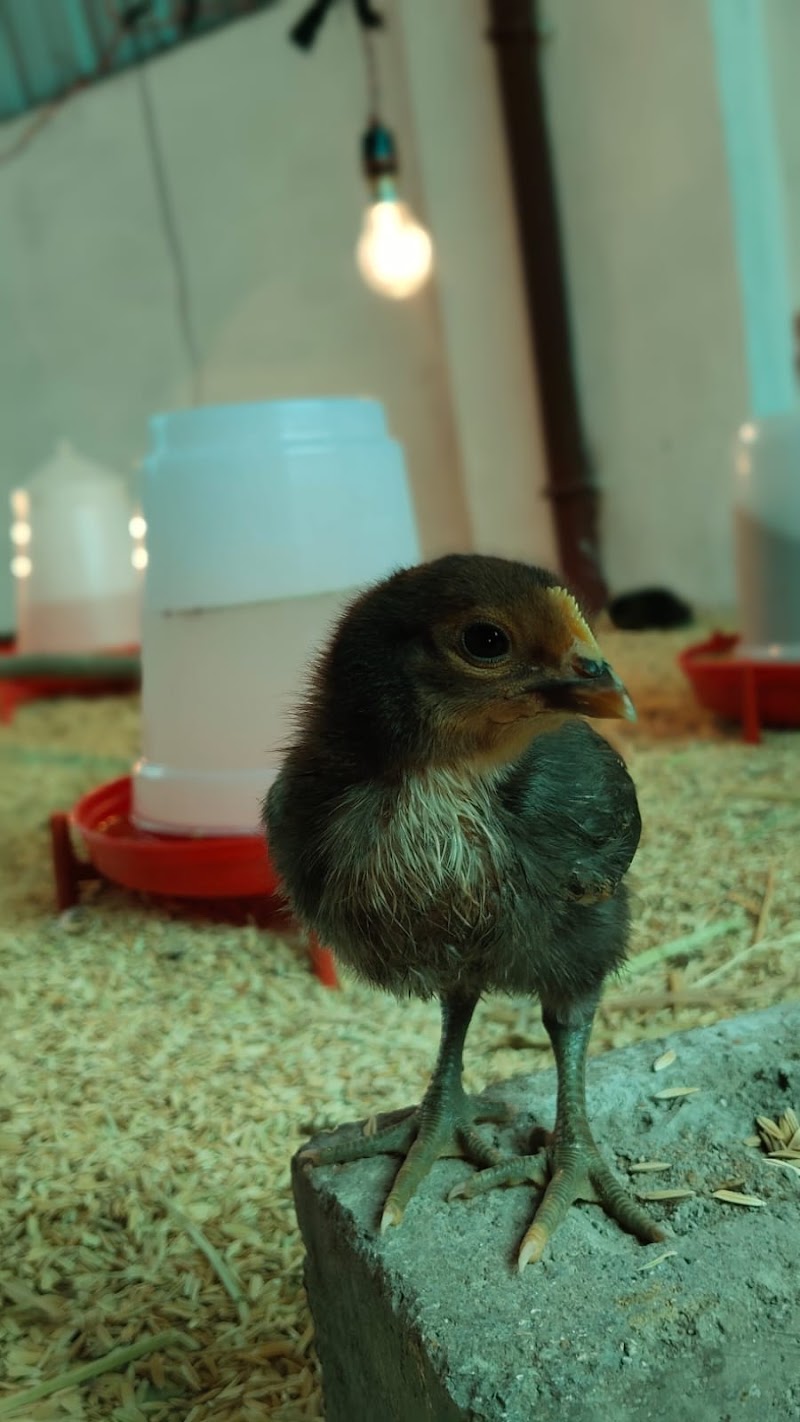 SAPNA AGRO INDUSTRIES सपना एग्रो इंडस्ट्रीज, PURE DESI CHICKENS, PURE DESI EGGS, KADAKNATH, DESI BATER