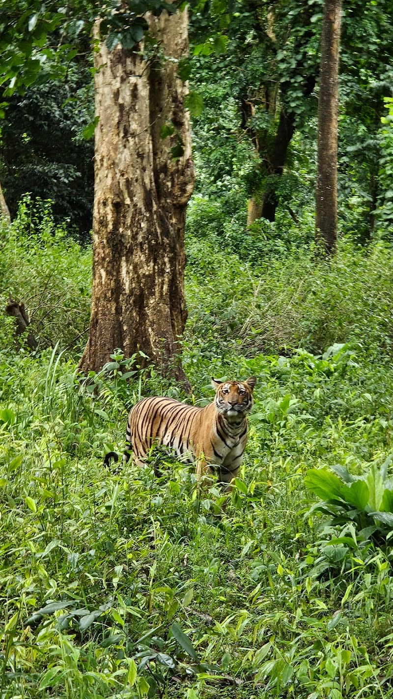 Kabini Forest - Kabini Forest, Kabini Safari centre, Dammanakatte, Karnataka 571114, India